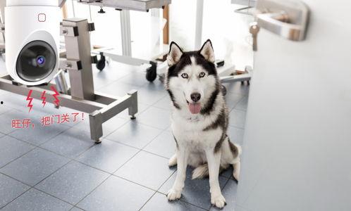 韩国哈士奇爆料视频播放,哈士奇爆料视频引发网友热议，揭秘真实韩国生活